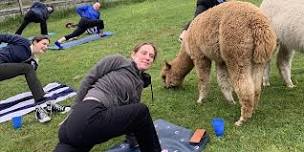 Yoga with Alpacas