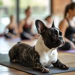 Puppy Yoga on the Lawn