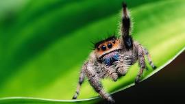 Curious Creatures: Spiders