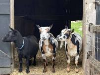 Gather with Goats at Powisset Farm (Dover, MA)