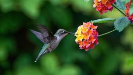 Hummingbird Pot Make & Take Workshop