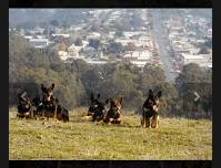 Casterton Kelpie Muster and Working Dog Auction