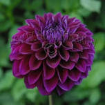 Dining in the Dahlias 6.30pm -10.30pm  Friday 20th Sept ’24