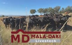 Mala-Daki Livestock Field Day