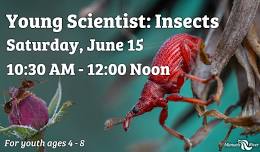 Young Scientist: Insects