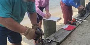 Horseshoe Crab Tagging