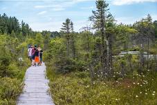 Birding for Connection in Peatland Habitat