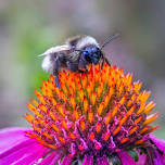 Pollinator Week - Pollinator Party! — Fernwood Botanical Garden