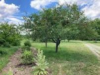 Summer Pruning Workshop