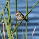 Guided Bird and Nature Walk at Ellis Creek