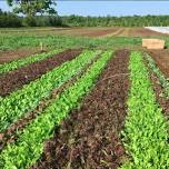 Salad Production at the New Farm