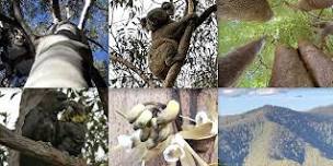 Greater Koala Park World Heritage Proposal - Coffs Harbour Launch