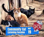 Community Cat Listening Session