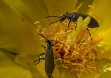 Family Discovery Camp: Insects