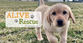 ALIVE Rescue at the Taste of Randolph