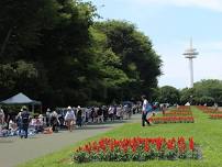 Tokorozawa Aviation Memorial Park Flea Market