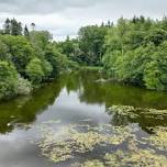 Wild Food UK Foraging Courses at Comer Woods