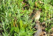 Bird Walk at Grey Cloud Dunes