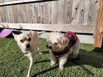 ACTIVE SMALL DOG SOCIAL