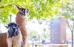 Llamas at the Library