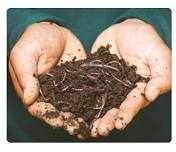 Children's Program-Worms and Other Decomposters