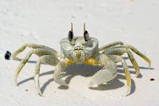 Wild Crab Chase at Fenwick Island