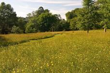 Wildflower Meadows