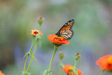 Garden Open | Fall is HERE!