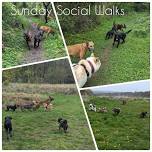 Sunday Social