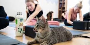 Kitty Yoga with Rescue Kittens - June 22nd at 9:30am