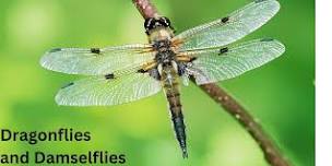 Dragonflies and Damselflies:  Not just another fly!