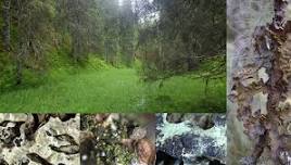 Epiphytic forest lichens and other fungi in Norwegian rainforests