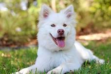 Waukesha Kennel Club All Breed Dog Show