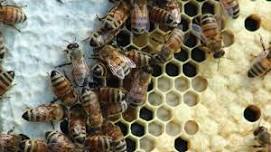 Hey Honey! Intro to Beekeeping at Star Lee Farm