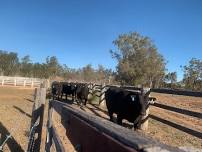 Hazeldean New England Sale TAMWORTH 2024 — Hazeldean