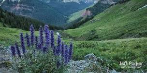 COLORADO WILDFLOWERS -- Photo Tour -- July 2024,