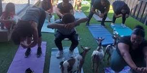 Goat Yoga Houston At Penny Beer Garden Sunday June 16th 10AM