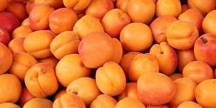 National Apricot Festival