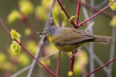 Beginning and Intermediate Birding Workshop: Migration, Warblers and Shorebirds