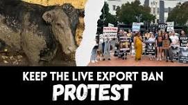 Protect the Ban on Live Export Protest - Sat 23rd March Hamilton