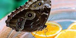 Father's Day Butterfly Feeder Kids Craft