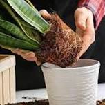 Houseplant Repotting 101 - Thursday May 16th, 6:30 - 8:00pm