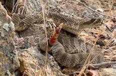 Rattlesnake Aversion Dog Training in Darby