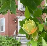 Tulip Tree Tea Party