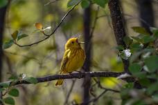 Beginning Bird Walk at Lee Metcalf NWR