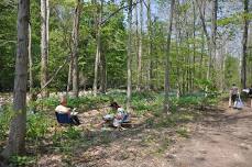 Bluebells at Mertensia Park