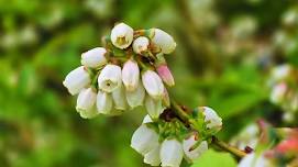 Paupack Blueberry Farm Opens