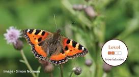 An Introduction to Butterflies and Moths