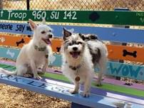 Meet & Greet For Small Dogs Only (30# and under) 9:00-11:00 A.M.