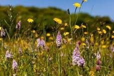 Old Hills butterfly walk